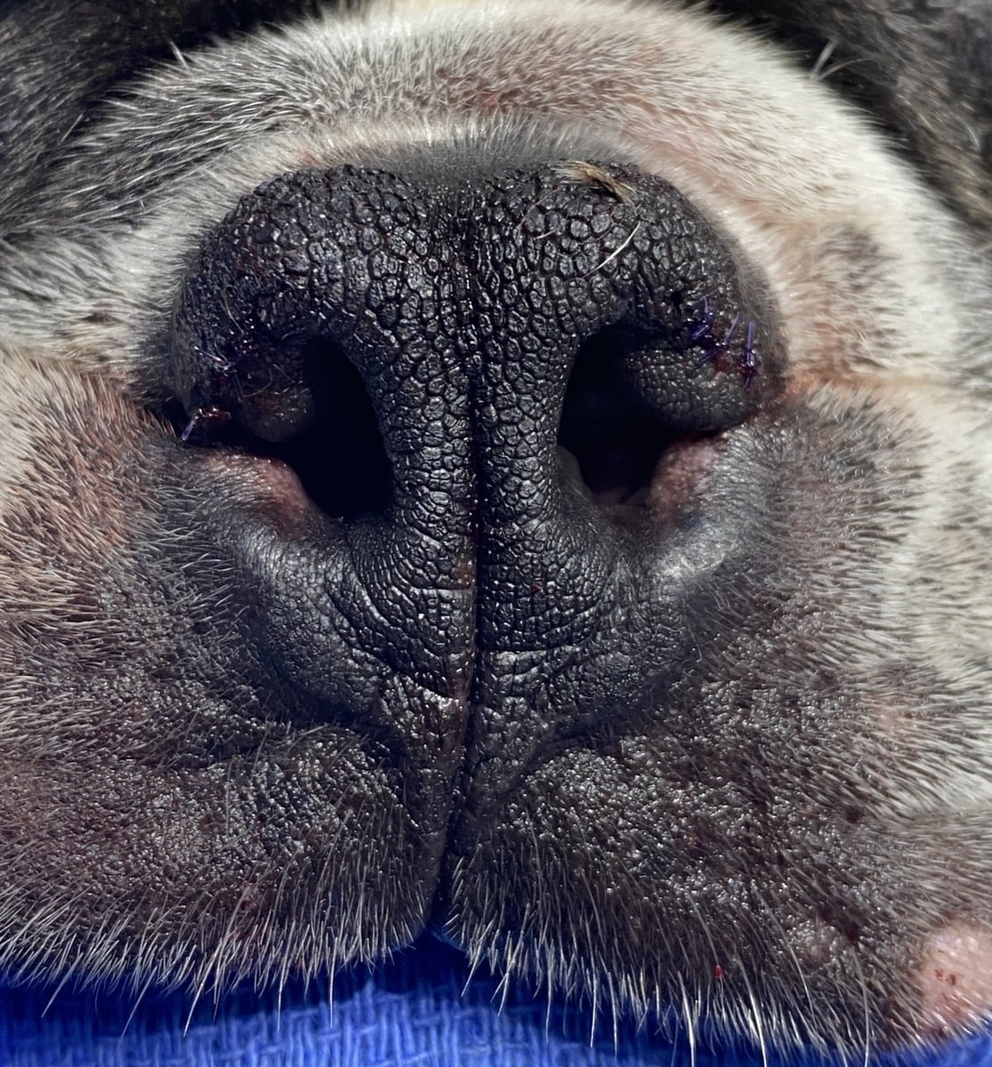 Dog Nose After Boas Surgery Bentons Road Vet